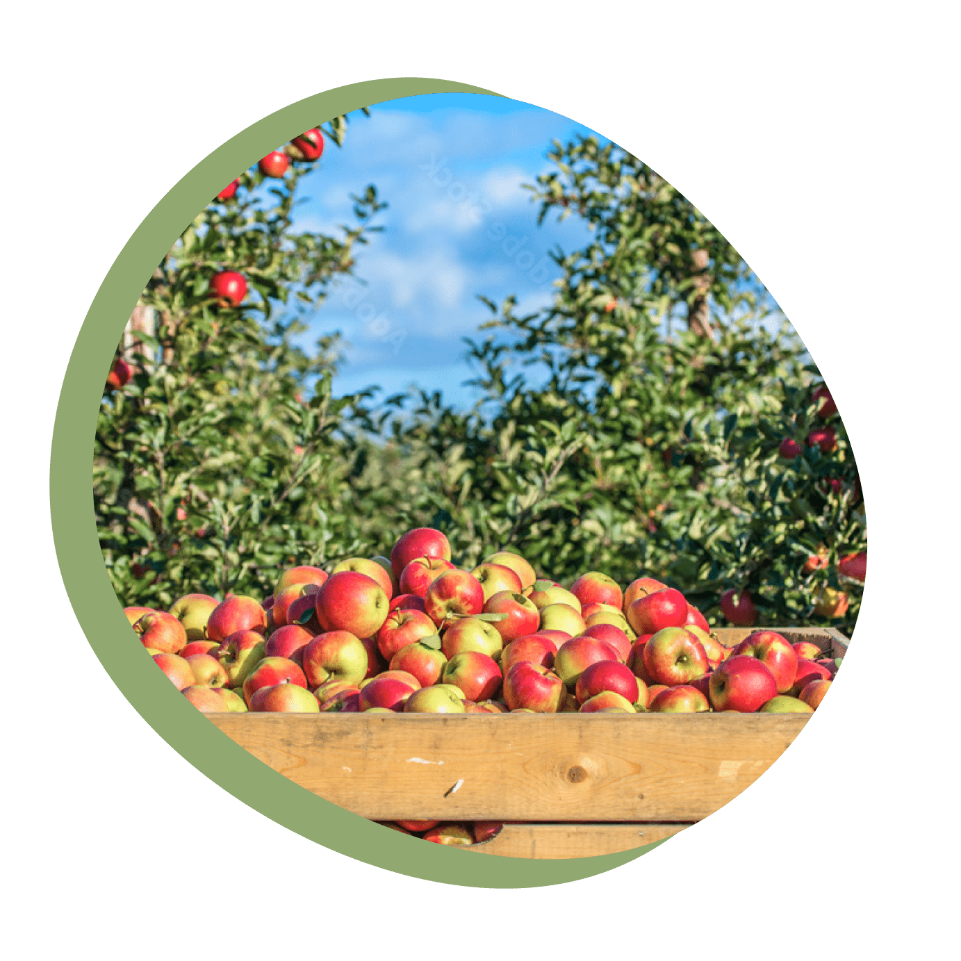 水浅青果株式会社