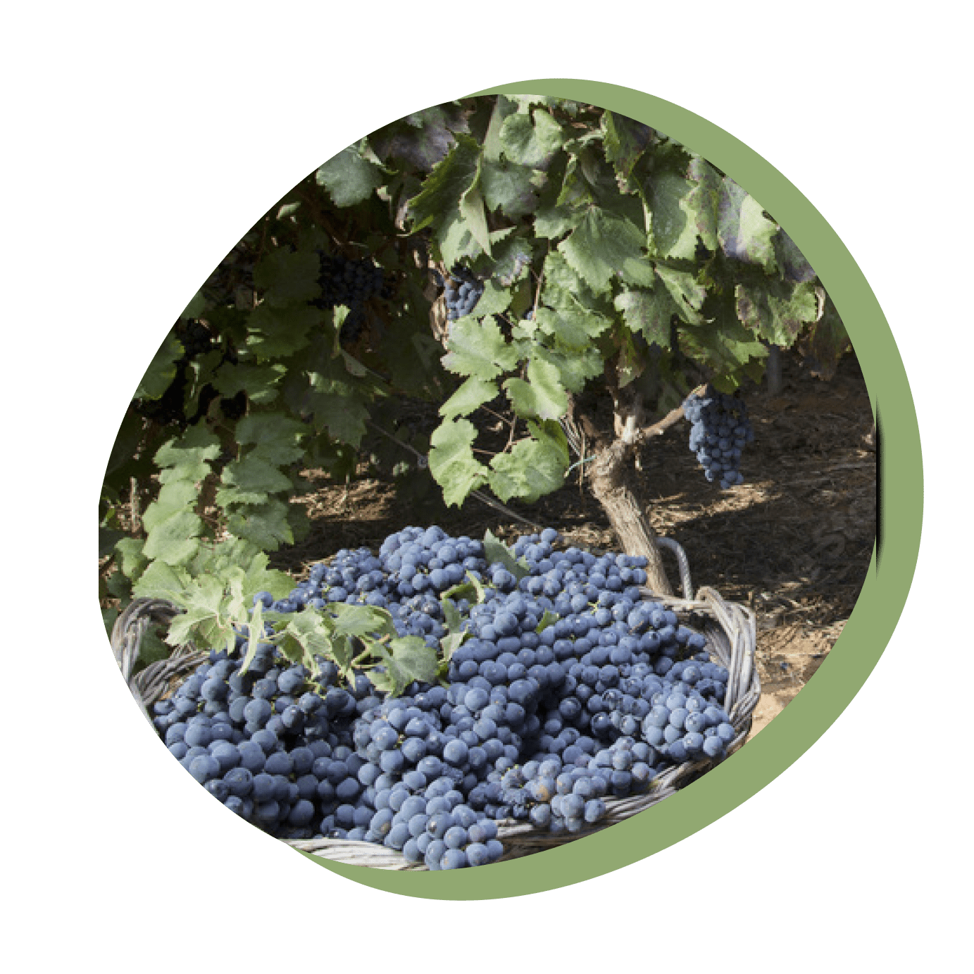 水浅青果株式会社