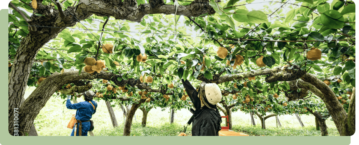 水浅青果株式会社