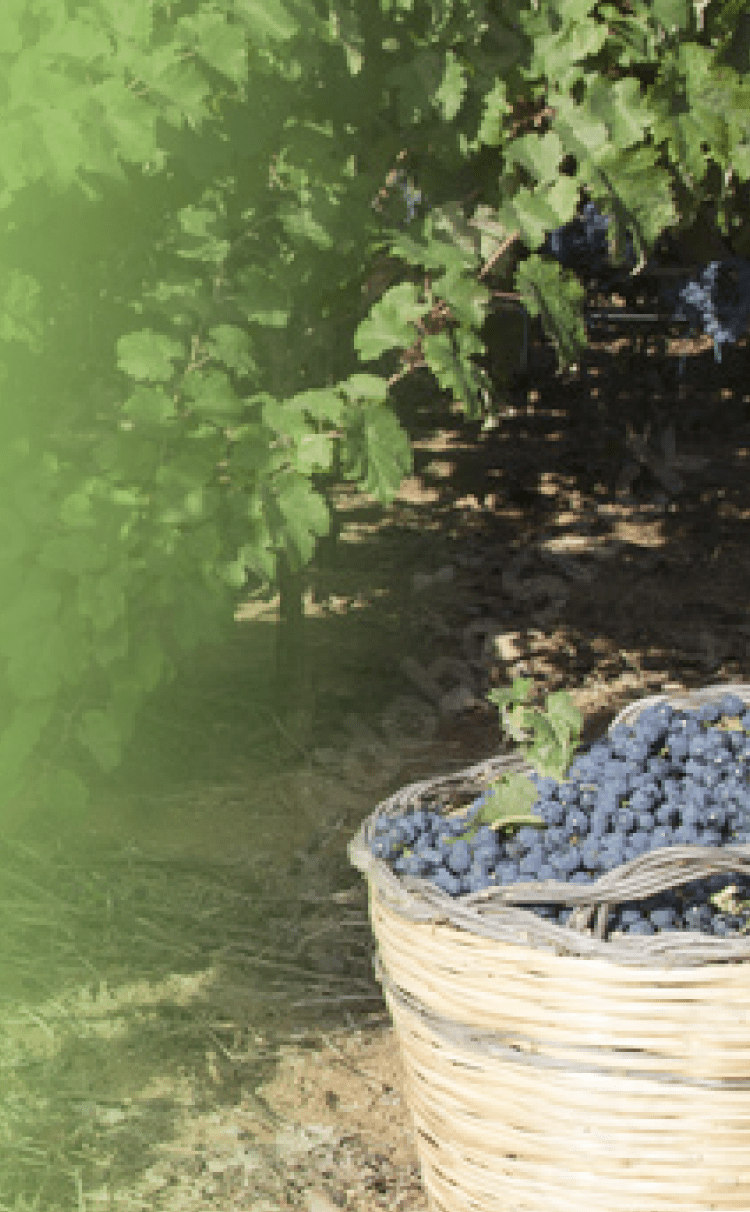 水浅青果株式会社