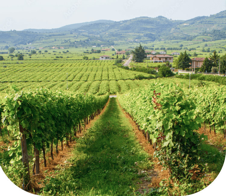 水浅青果株式会社