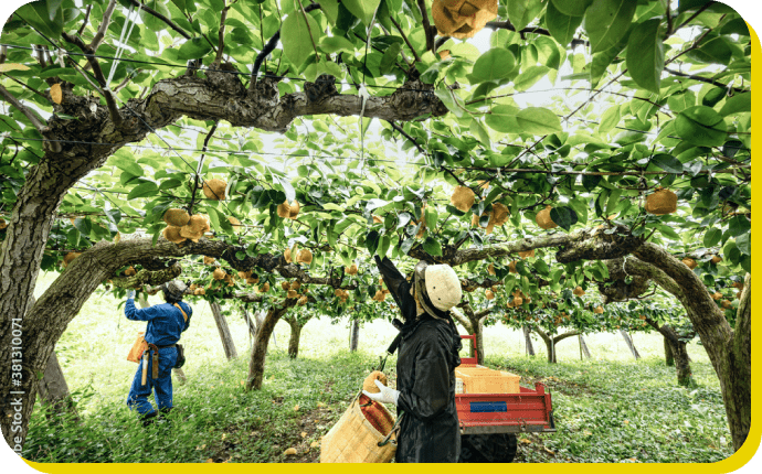 水浅青果株式会社
